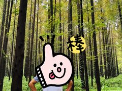 -黄海国家森林公园