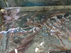 -晓琦农家菜馆·地道农家菜