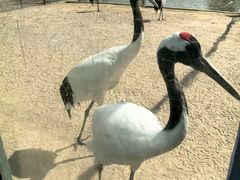 -盐城丹顶鹤湿地生态旅游区