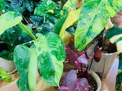 -Rabbit Cafe私房西餐甜点咖啡(栖霞路店)