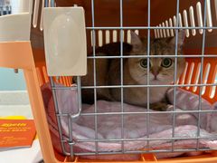 -纳吉亚猫专科动物医院·北北分院