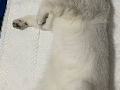 -灵美宠物诊所