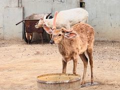 -野鸭湖国家湿地公园