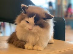 -遇见羊驼·奶狗咖·布偶猫咖·法斗柯基柴犬阿拉斯加(春熙路太古里IFS店)