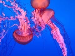 -太平洋海底世界