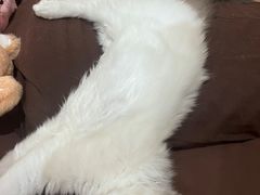 -伟伟宠物医院·瑞派猫友好医院·猫科(光谷店)