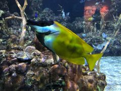 -西雅图水族馆