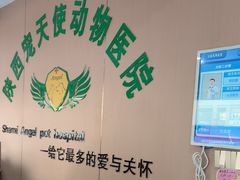 -天使宠物医院·犬猫分诊(彩虹店)