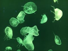 -上海海洋水族馆