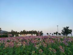 景点-玫瑰海岸文化旅游度假区
