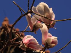 -东华门大街小区