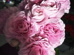 -双季花艺园艺市场(浦东店)