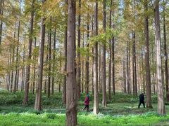 -黄海国家森林公园