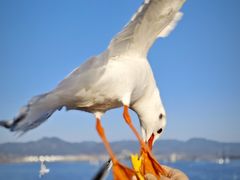 -海埂大坝