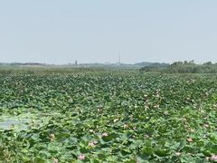 -洪湖生态旅游区