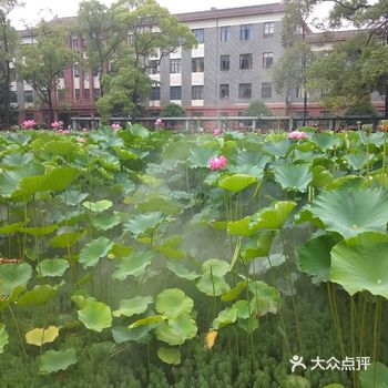 实际上睡莲比荷花好安逸些