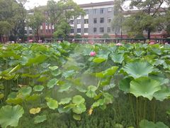 -四川大学(望江校区)