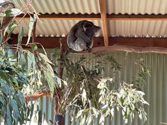 -费瑟代尔野生动物园