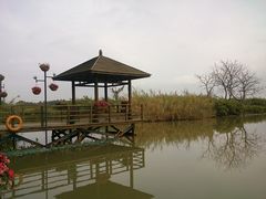 -大湾区中央湿地公园