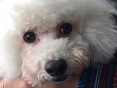 -超宠爱宠物摄影-Super pet