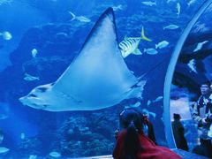 -海合安成都极地海洋公园