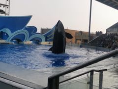 -上海海昌海洋公园