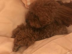 -特一安24小时宠物医院·骨科·中兽医
