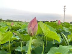 -嘉北郊野公园