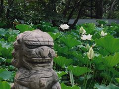 -上海醉白池公园