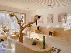 -有猫儿腻咖啡厅.猫咖