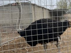 -意大利农场度假村