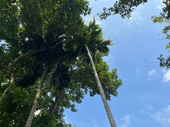 -海南槟榔谷黎苗文化旅游区