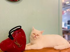 -猫小院猫主题餐厅(三里屯店)