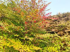 -广州神农草堂中医药博物馆