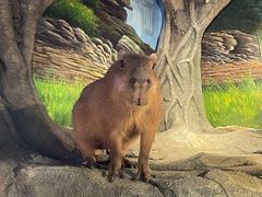 -正佳雨林生态植物园