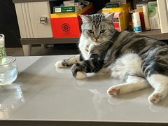 -牛排王糟粕醋火锅(海甸分店)