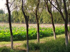 -东郊湿地公园