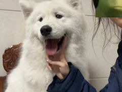 -贝康宠物医院·犬猫全科·小动物特色诊疗中心(东环路店)
