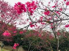 -天适樱花悠乐园