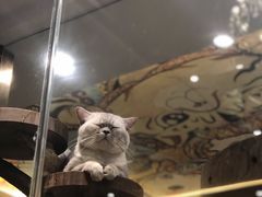 -more than meow吴止猫主题餐厅(承德 中船汇店)