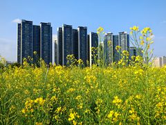 -光明小镇欢乐田园