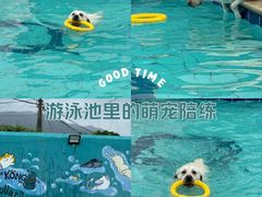 -趣玩宠物乐园寄养训犬训狗游泳池