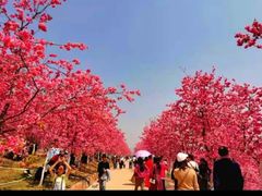 -宜良山后樱花谷