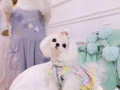 -萌宠之家·腊肠犬·马尔泰·小体犬舍