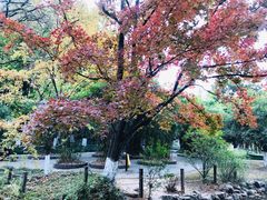 -瀛洲公园
