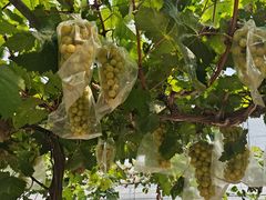 -马陆小张葡萄园农家乐