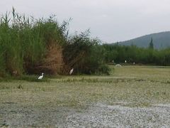 -大理洱源西湖景区