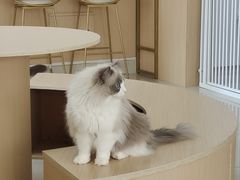 -鼓捣猫呢主题猫咖店
