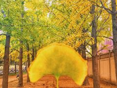 -三里屯东五街银杏大道