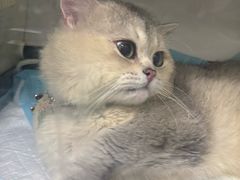 -瑞派名望志远动物医院·猫科·內科·异宠专科(直港大道店)